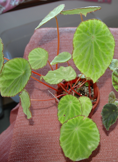 B. quadrialata ssp. quadrialata var. quadrialata
